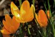 crocus