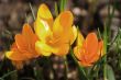 crocus