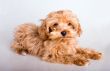The puppy lies