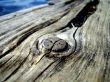 knot in old wood