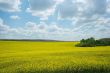 Field