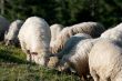 Sheeps