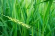 Wheat