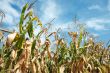 Corn