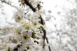 Spring flowers