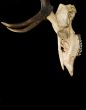 Horns of deer
