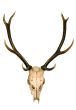 Horns of deer