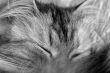 Sleeping kitten