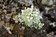Small lichen