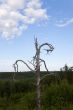 dried up tree