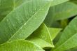 green leaves