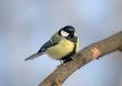 Titmouse on branch