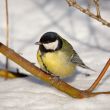 Titmouse