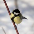 Titmouse on branch