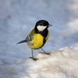Titmouse on snow