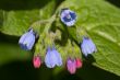 Delicate flowers