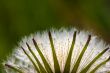 Fluffy seeds