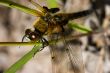 Dragonfly close up