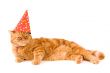 domestic red cat is having a party