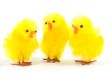 couple yellow decorative easter chicken