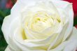 White rose close up
