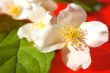 Jasmine