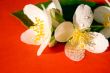 Jasmine