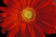 red gerbera