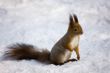 squirrel in winter