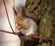 The squirrel on branch