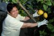 Picking lemons