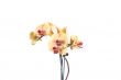 orchid