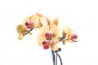orchid