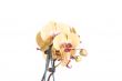 orchid