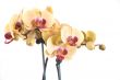 orchid