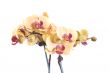 orchid