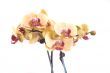 orchid