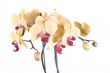 orchid