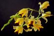 Baptistonia echinata