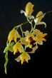Baptistonia echinata