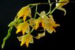 Baptistonia echinata