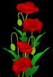 Poppy Flowers