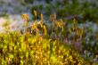 Polytrichum under the sun