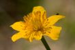 Yellow flower