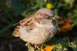Portrait of a sparrow