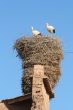Big storcks nest