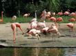 Flamingos