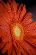 red gerbera