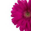 pink gerbera