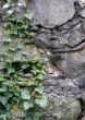 Plants on rock